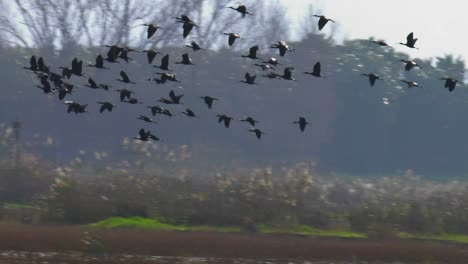 Flock-of-Ibis-birds-flying-over-marshland,-slow-motion