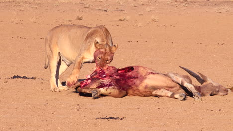 Grafik:-Blutiger-Afrikanischer-Löwe-Frisst-Kürzlich-Erlegte-Elenantilope
