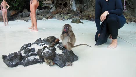 A-close-up-slow-motion-shot-of-a-monkey-sitting-on-a-rock-with-people-walking-behind-it
