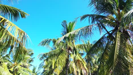 Bright-green-palm-trees-against-the-vibrant-clear-blue-skies-on-a-tropical-island