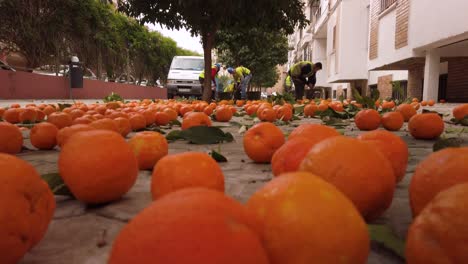 Los-Trabajadores-Recogen-Naranjas-Amargas-En-El-Suelo,-Se-Inclinan-Hacia-Abajo