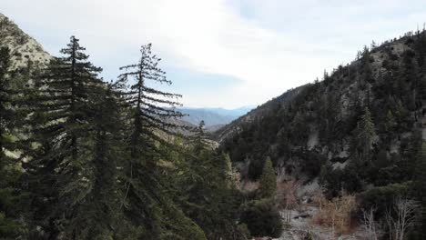 Luftdrohne-Schoss-Durch-Grüne-Waldbäume-Und-Schluchten-In-Den-San-Gabriel-Mountains-In-Südkalifornien