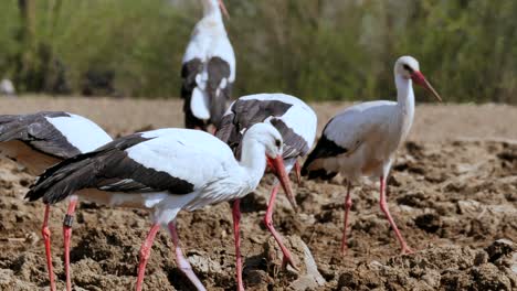 Many-wild-storks-eating-worms-in-agricultural-field-during-hot-summer-day,-close-up
