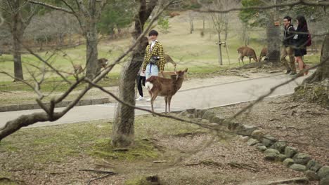 Turistas-Caminando-Por-El-Parque-De-Los-Ciervos-En-Nara,-Japón---Tiro-Tele