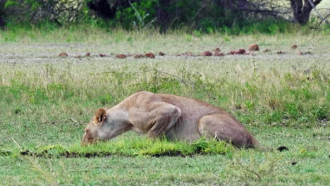 Lioness-drinks-from-a-small-watering-hole-in-the-grassland-plains-of-Nxai-Pan-National-Park-in-Botswana