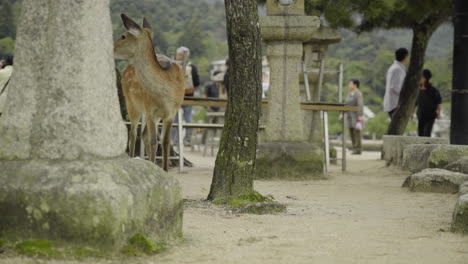 Un-Ciervo-Solitario-Parado-Junto-A-Una-Estatua-De-Piedra-En-La-Isla-De-Itsukushima,-Miyajima,-Japón-Con-Turistas-Borrosos-En-El-Fondo