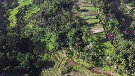 Hillside-Rice-paddies-at-Ubud,-an-Indonesian-town-on-the-island-of-Bali,-Aerial-view