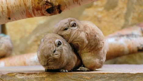 Two-common-Gundi-cuddling,-close-up