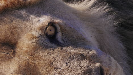 An-Old-Male-Lion-Resting-In-Okavango-Delta,-Bostwana---closeup-shot