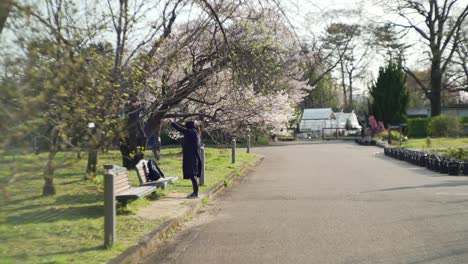 Japanese-Woman-Stretching-In-The-Park-In-Kyoto,-Japan-On-A-Sunny-Morning---wide-slowmo-shot