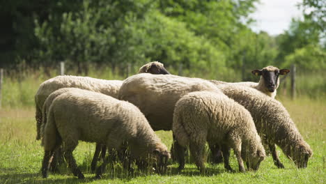 Flock-of-sheep-grazing-in-sunny-field,-medium-shot