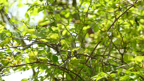 A-Northern-Parula-fluttering-around-between-the-branches-of-a-green-and-leafy-tree