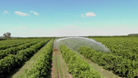 Irrigation-in-orange-plantation-on-sunny-day-in-Brazil
