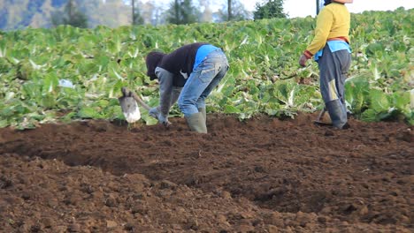 a-vegetable-garden-farmer-is-picking-up-soil-in-preparation-for-planting-carrots,-cabbage-or-other-vegetables