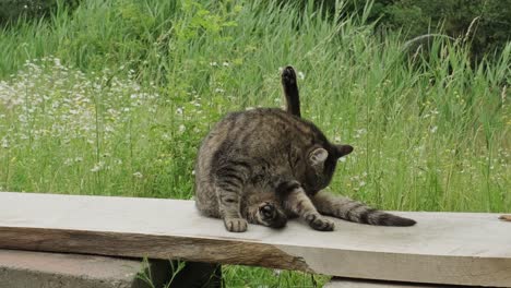 Tabby-cat-sitting-on-bench-and-licking-fur-on-summer-day-in-countryside