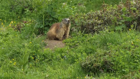 Alpine-marmot-also-called-murmeltier-in-the-Alps-of-Austria-keeps-an-eye-on-his-environment