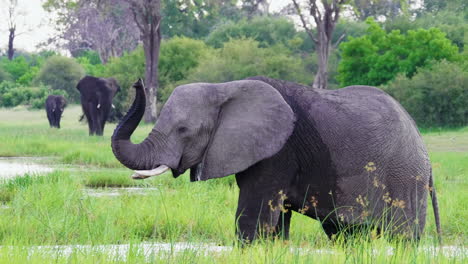 Elefante-Olfateando-En-El-Aire-En-El-Delta-Del-Okavango-En-Botswana---Sartén-De-Tiro-Medio-A-La-Izquierda