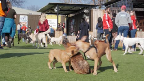 Un-Grupo-De-Tres-Cachorros-Enérgicos-Y-Felices-Luchan-Y-Juegan-Con-Amigos-En-El-Césped-En-Un-Exclusivo-Parque-Y-Bar-Urbano-Para-Perros-En-Atlanta,-Georgia,-En-Un-Caluroso-Día-De-Verano