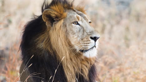 Asiatischer-Männlicher-Löwe-Seitenansicht-Des-Kopfes,-Der-Wie-Mufasa-Aus-Dem-Berühmten-König-Der-Löwen-Aussieht