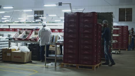 Bins-of-freshly-harvested-organic-grapes-are-unloaded-in-a-processing-facility