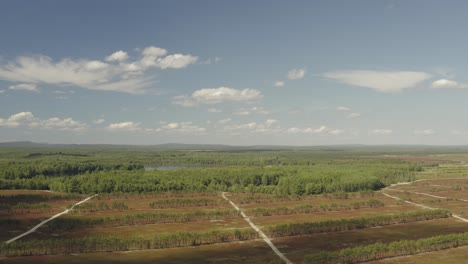 Establishing-aerial-of-blueberry-crop-in-fields-overlooking-vast-expanse-of-nature-stretching-to-horizon