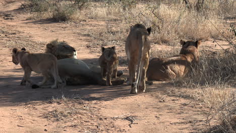 Close-view-of-pride-of-lions-moving-around-by-dirt-road-in-sunlight