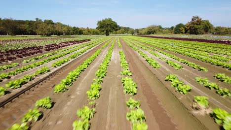 Imágenes-Aéreas-De-Un-Campo-De-Lechuga-Con-Plantas-Rojas-Y-Verdes,-Cerca-Del-Suelo