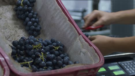 Primer-Plano-De-Un-Trabajador-Que-Empaca-Uvas-Recién-Cosechadas-En-Una-Planta-De-Procesamiento