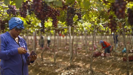 El-Trabajador-De-La-Viña-Recoge-E-Inspecciona-Un-Manojo-De-Uvas,-Los-Trabajadores-Cosechan-En-El-Fondo