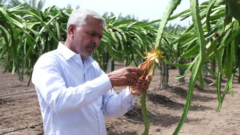 Pitahaya-Dragon-fruit-plantation-in-rajkot,-gujarat,-india