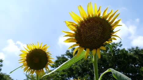 Sunflower-and-blue-sky-in-Tokyo,-Japan