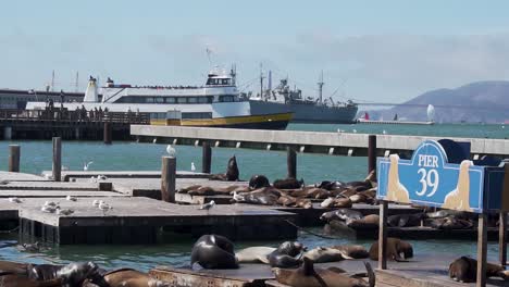 Bandada-De-Leones-Marinos-Descansando-Sobre-Flotadores-En-El-Muelle-39-Del-Puerto-De-San-Francisco,-Mientras-El-Barco-En-El-Fondo-Pasa-A-60-Fps