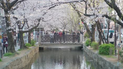 Turistas-En-El-Pequeño-Puente-Tomando-Fotos-De-Las-Hermosas-Flores-De-Sakura-En-El-Río-Takase-En-Kawaramachi,-Kyoto---Plano-General