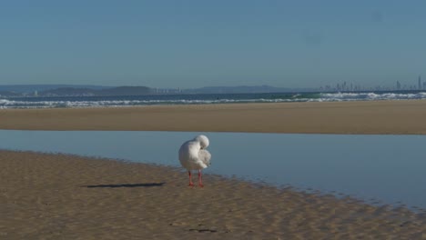 Gaviota-De-Pico-Rojo-Acicalándose-En-La-Orilla-Con-Surfistas-Corriendo-Pasando-Al-Fondo---Playa-De-Snapper-Rocks,-Coolangatta,-Australia---Amplia-Toma-En-Cámara-Lenta