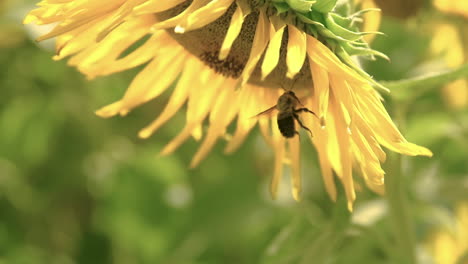 Eine-Summende-Biene-Flattert-Um-Eine-Sonnenblume
