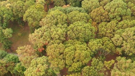a-top-down-shot-over-colorful-tree-tops-during-the-day