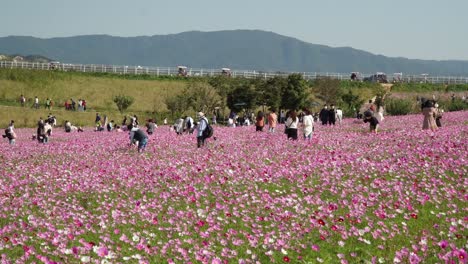 Kosmos-Blumenfeld-In-Anseong-Ackerland,-Südkorea