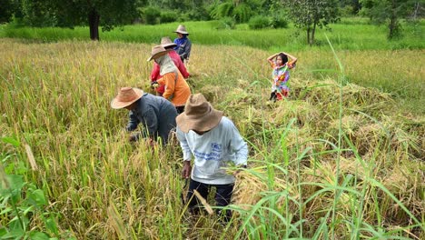 Cosechando-Arroz-En-Tailandia,-Cinco-Personas-Cosechando-Arroz-Por-La-Tarde-Con-Ropa-Y-Sombreros-Coloridos,-Cubiertos-Del-Sol,-Mientras-Un-Niño-Detrás-De-Ellos-Los-Anima-Como-Se-Ve-En-Ubon-Ratchathani