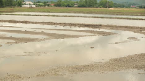 Muddy-Land-With-Some-Rice-Paddy-On-It