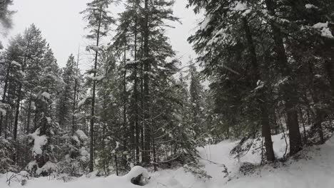 Caída-De-Nieve-En-Un-Hermoso-Bosque-De-Kandersteg,-Suiza