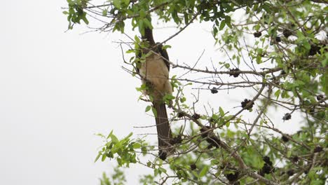 Crowned-hornbill-flies-off-swinging-branch