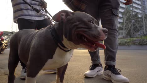 Amerikanischer-Bully-Pitbull,-Der-Seine-Leine-In-Der-Hand-Hält,-In-Straßenkino-Slow-Motion-Mumbai