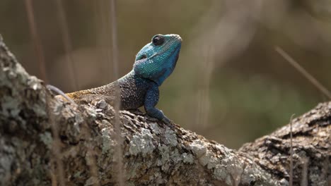 Blue-headed-Agama-tree-lizard-on-sunny-tree-with-grasses-in-foreground