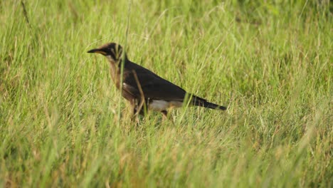 Forraje-De-Pájaro-Estornino-Negro-Y-Lúpulo-En-La-Hierba,-Sudáfrica,-Tiro-De-Seguimiento