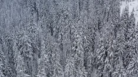 Langsame-Antenne-Eines-Dichten,-Immergrünen-Waldes,-Der-Mit-Schnee-Bedeckt-Ist
