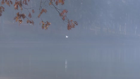 white-bird-flying-over-foggy-lake-water-slow-motion