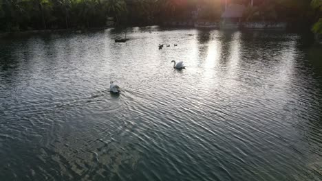 Cisnes-Y-Patos-Nadando-En-Un-Lago