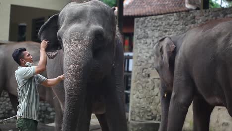 Yogyakarta,-Indonesien---23.-Nov.-2020:-Ein-Elefant-In-Einem-Elefantenschutzgebiet-Oder-Unterschlupf-Im-Gembira-Loka-Zoo-Yogyakarta