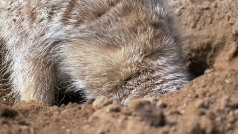 Meerkat---Suricate-Digging-Hole-In-Sand-On-A-Sunny-Day