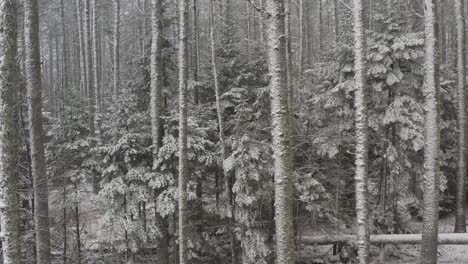 Slow-tracking-slider-shot-through-dense-snow-covered-forestry-in-Winter